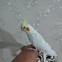 عروس هلندی رام‌ودستی