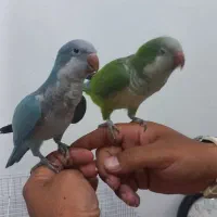 راهب سخنگو