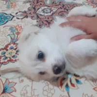 توله شیتزو اشپیتز