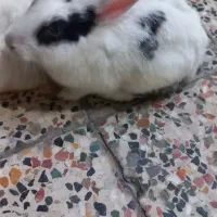 حیوان خانگی|موش و خرگوش|شوش, |دیوار