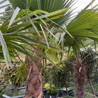 فروش گیاهان گلخانه سار