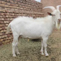 گوسفند نر سانی