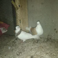 کفتر طوقی و پشت زرد