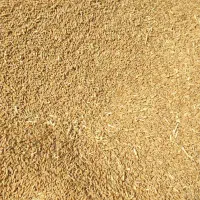 فروش بذر اصلاح شده گندم قابوس(دیم)