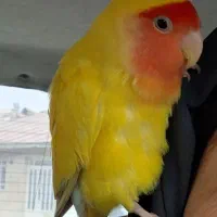 طوطی برزیلی صورت هلویی گمشده