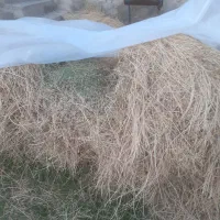یونجه خوب سبز