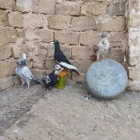 کفتر جفتگاه خوب