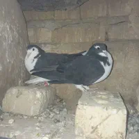 پرنده کفتر|پرنده|سلیمان, |دیوار