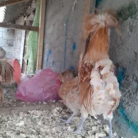 پولند بوف|حیوانات مزرعه|فومن, |دیوار