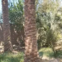 کارگر برای آب  دهی باغ