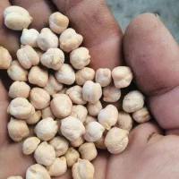 هفصدکیلونخودتازامسال