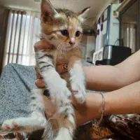 واگذاری گربه|گربه|اندیشه, شهرک کوثر|دیوار