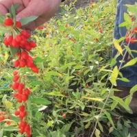 حراج نهال گوجی بری|گل و گیاه طبیعی|تهران, بوستان چیتگر|دیوار