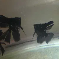 انجل|ماهی|ارومیه, |دیوار