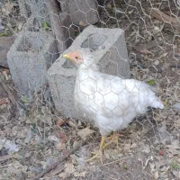 دو مرغ و تعدادی جوجه|حیوانات مزرعه|آبپخش, |دیوار