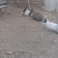 خرگوش نر و  ماده