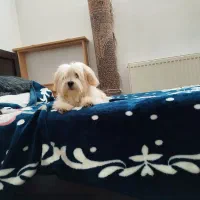 شیتزو ماده ۶ ماهه