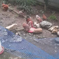 مرغ و خروس مینیاتوری