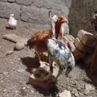 جوجه خروس طوسی رودان|حیوانات مزرعه|بندرعباس, |دیوار