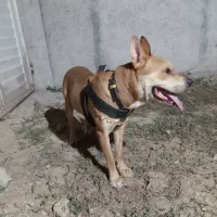 سگ دیانگورد آرژانتین پیتوبل