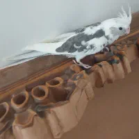 عروس هلندی دوکت البینو