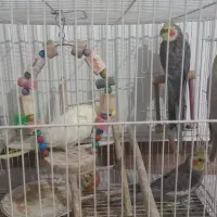 عروس هلندی|پرنده|گلبهار, شهر جدید گلبهار|دیوار