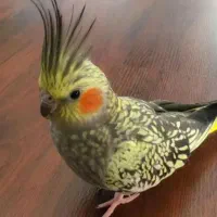 عروس هلندی گم شده