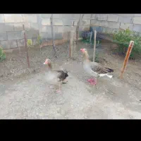 خا تخم غاز نطفه دار