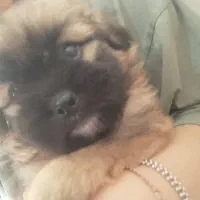 واگذاری سگ شیتزو پامر|سگ|صدرا-فارس, فاز ۲|دیوار