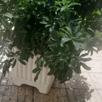 گل طبیعی با گلدان|گل و گیاه طبیعی|شهریار, شهریار|دیوار