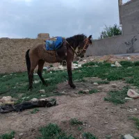 کره اسب نریون سن ۲ سال