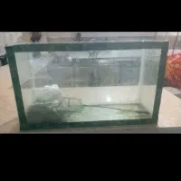 ماهی گوشتخوار|ماهی|مشهد, حضرت حجت|دیوار