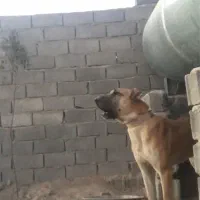 سگ سرابی توله ۹ماهه