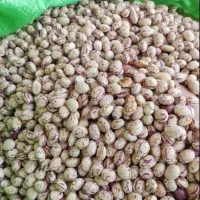 لوبیا چیتی‌‌‌‌‌‌. تازه امسال.