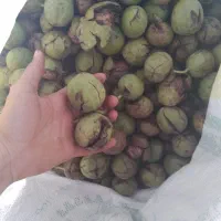 گردو کاغذی تازه