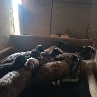 میش ابستن|حیوانات مزرعه|اسفرورین, |دیوار