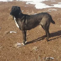 سگ ماده جوین