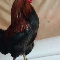 خروس گلین