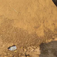 کودحیوانی خشک گوسفندی خالص عالی در محل بدونه کرایه|خدمات باغبانی و درختکاری|کرج, کمالشهر|دیوار