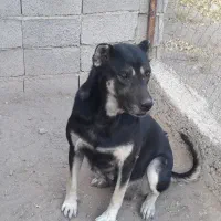 سگ ماده معاوضه با سگ نر یا توله سگ