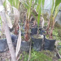 فروش پالم واشنگتن تنه قرمز نایلکسی|گل و گیاه طبیعی|رودسر, |دیوار