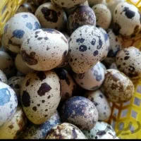 بلدرچین گوشتی و تخمی رسید سعدی۲۲|حیوانات مزرعه|خاش, |دیوار