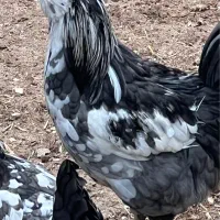 گلین لری  طوسی پنگوئنی خروس‌گلین