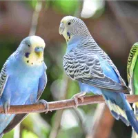 فنچ|پرنده|طبس, |دیوار