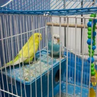 مرغ عشق  جوان سرحال