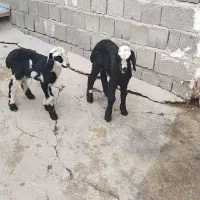 فروش بره