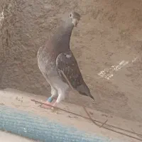 جوجه آردن