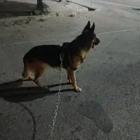 ژرمن شپرد نر|سگ|گنبد کاووس, |دیوار