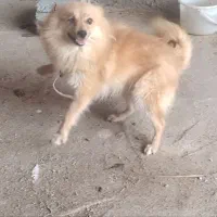 سگ بوجی (پامر)