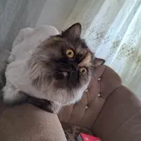 گربه پرشین باردار|گربه|مشهد, نیروی هوایی|دیوار